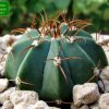 Melocactus _glaucescens _GC525.01 _01